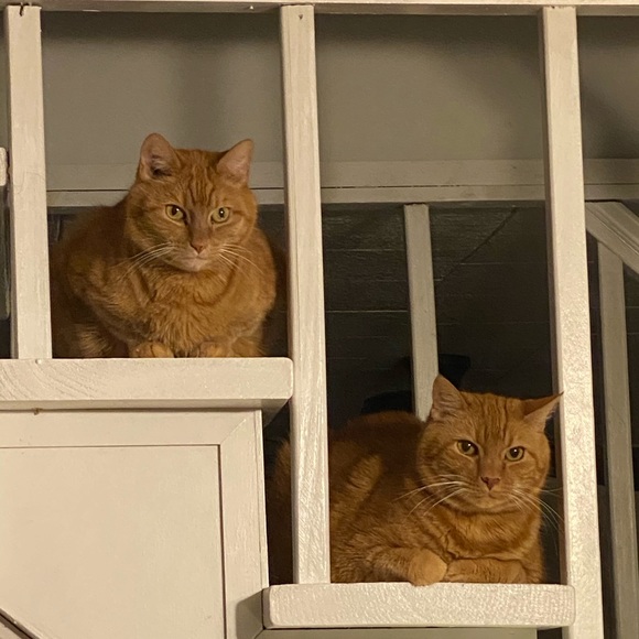 Meet your Posher, Otto - Picture 5 of 16